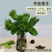 长枝10-15cm[2枝]迷你果 金华佛手鲜果佛手柑带枝水养佛手果瓜香橼观赏把玩小佛手食用佛手