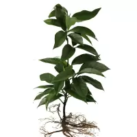 布福娜2年盆栽苗 广西布福娜种子黑老虎水果苗庭院盆栽大血藤稀有野果冷饭团长寿果