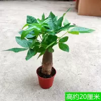 小独杆发财树 不含赠品 不含盆 发财树盆栽辫子大四季常青组合绿植植物金钱树室内净化空气招财树
