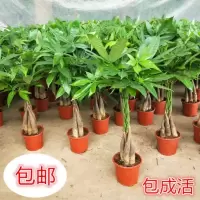 辫子发财树30-40厘米 不含盆 发财树盆栽观叶植物大型室内客厅招财发财树植物粗杆绿植盆景花卉