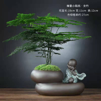 黑桃文竹—禅意小和尚 36%的客户选择 迎客松黄杨盆栽盆景好养易活绿植客厅花卉四季常青净化空气装饰品