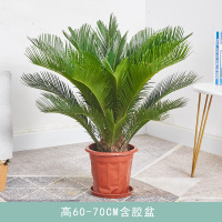 高60-70CM含胶盆 含盆 树木盆栽客厅旺宅绿植万年青大颗好养招财室内盆栽大型真花大铁树