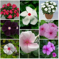 [长春花 颜色随机1加仑] 送水溶肥 不含盆 长春花 日日春盆栽花卉带花四季开花花苗阳台庭院绿植易养耐热