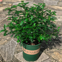 清香木(一加仑盆) 不含盆 驱蚊盆栽绿植物植物室外内除异味清香木盆栽庭院室内花卉好易养活