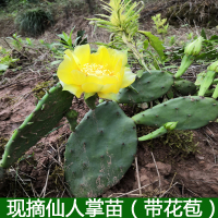 种植仙人掌1斤(整珠) 裸根不带土 多肉植物盆栽仙人掌仙人掌苗 观赏仙人掌 仙人掌带花苞精选一株