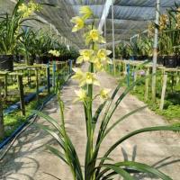 如意素2苗连体[当年开花] 健康根系裸根发 不含盆 翁源兰花苗墨兰建兰素花带大花玉女兰如意素浓香绿植室内花卉盆栽