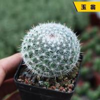 小仙人球 玉翁 含盆 多肉植物仙人球盆栽办公室内防电脑辐射绿植仙人掌类花卉桌面盆栽