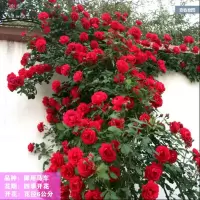 御用马车 1.5米左右大苗 四季开花带花苞 不含盆 1.5米爬藤蔷薇花苗大苗带花苞室内庭院四季观花藤本月季花卉盆栽