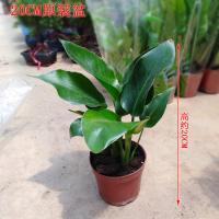 高25-40厘米 原装盆 带盆栽好 天堂鸟望鹤兰北欧简约办公室内阳台客厅大型盆栽绿植大叶净化空气