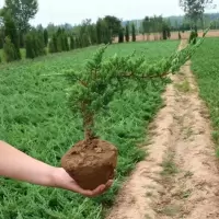 精品苗20厘米(送铝丝) 裸根不带土 迎客松盆景真树室内盆栽植物不需要阳光客厅旺宅绿植大型罗汉松树