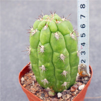 高7-8cm 裸根不带土 龟甲柱 创意仙人柱沙生耐旱好度夏多肉植物 仙人掌科花卉盆栽装饰