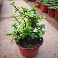 金枝玉叶三年苗 不含盆 玉树老桩大株盆栽燕子掌多肉植物室内外好养绿植净化空气四季常绿