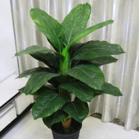 0.8米绿巨人(不含盆) 仿真植物盆栽假发财树客厅摆件散尾葵室内装饰落地花假花大型绿植