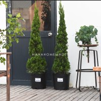 种植套餐:5斤配方土+椰丝+陶粒 不含盆 暖暖半岛 圣诞树 松柏迎节宾树法式花境几何式造型盆栽大型绿植