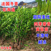 大叶黄杨《50-60厘米》20颗装 不含盆 法国冬青珊瑚树大叶黄杨北海道树苗庭院绿化篱笆围墙植物四季常青