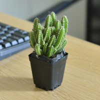 小聚财山1颗 裸根不带土 聚财山多肉植物仙人掌盆栽客厅绿植花卉室内办公室桌面好养吸甲醛