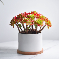 烈焰蒂亚(白瓷盆+底托) 带盆栽好 镜绿烈焰蒂亚老桩群生多肉植物组合盆栽陶瓷含盆带土套装客厅花卉