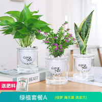 [3盆15.8懒人自动吸水盆]绿萝+满天星+虎皮兰+送肥料 含盆 绿萝吊兰多肉发财树花卉盆栽植物办公室内小绿植去除甲醛水