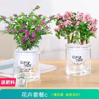 [花卉2盆]满天星+金枝玉叶 含盆 绿萝吊兰多肉发财树花卉盆栽植物办公室内小绿植去除甲醛水培好养