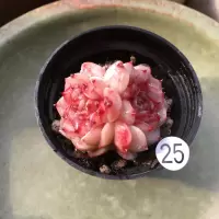 25号天鹅绒双头控养型 裸根不带土 天鹅绒多肉植物群生多头糖心办公室内多肉组合花卉景天科肉肉盆栽