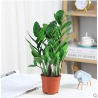 15-20cm高5-8棵整盆[简易盆 *` 裸根不带土 客厅旺宅绿植大型落地式绿植室内大盆栽喜阳耐晒植物客厅放什么好