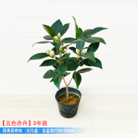 五色赤丹2年苗含盆高30~35cm 约6月结花苞 不含盆 五色赤丹茶花盆栽树苗稀有名贵品种花卉阳台花园好养植物福建龙岩