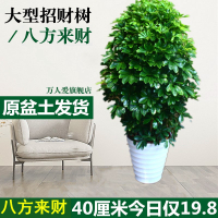 一盆40厘米高 不含盆 鸭脚木七叶莲招财树发财树八方来财鹅掌柴盆栽办公室客厅大型绿植