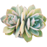 k白凤双室,20cm花卉盆栽头内多E肉植物内雨多肉花卉盆栽室萌绿植