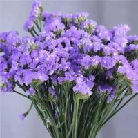 紫色勿忘我 不含花瓶 香水百合鲜花束玫瑰花材云南昆明基地直发向日葵水养直批速递同城