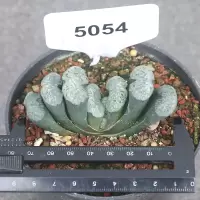 玉扇5054 裸根不带土 植物员外 玉扇一物一拍 大成株十二卷属多肉植物组合盆栽