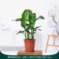 天堂鸟0.8m[种植原装盆]赠礼包 同城满额免费移盆 带盆栽好 天堂鸟大型绿植室内盆栽客厅办公室鹤望兰花卉龟背竹植物乔迁