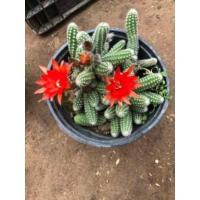 如图一盆[会开花金手指]-O55 不含盆 仙人球白檀仙人掌仙人指花盆栽植物花F毛毛虫花多肉植物金手指花
