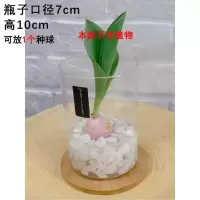 K37-圆筒玻璃瓶7x10cm+白石头 水泥 10cm 郁金香水培容器花盆花瓶水养植物透明耐高温玻璃瓶插花绿萝百合盆