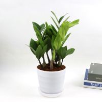 金钱树15-20cm高[六至八棵] 含盆 金钱树盆栽摇钱树花苗发财树花卉盆室内绿植物客厅办公室桌面盆景