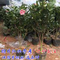 茶花高度60cm《1公分粗》 不含盆 茶花盆栽带花苞四季树苗山茶花苗室内植物好养五色赤丹浓香型花卉