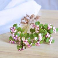 4棵金玉花(不带盆土) 裸根不带土 招财仙人掌组合多肉植物盆栽室内绿植花卉客厅桌面好养易活懒人花