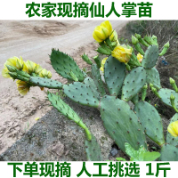 种植仙人掌(整棵发货) 不含盆 多肉植物盆栽仙人掌仙人掌苗 观赏仙人掌 仙人掌带花苞精选一株