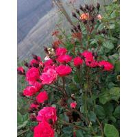 金边玫瑰 食用玫瑰小苗 适合泡茶喝 直接吃花瓣 泡澡之类的