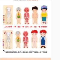 中班科学区人体器官拼图实验教具幼儿园大班益智区材料早教玩具