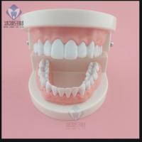 口腔保健护理教学模型牙齿模型儿童刷牙简易模型1:1全口假牙