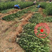 10-30公分 营养袋苗15棵高产嫁接油茶 油茶苗15棵山茶油树苗嫁接油茶树苗实生苗容器苗营养袋苗杯苗江西高产