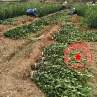 10-30公分 营养袋苗15棵高产嫁接油茶 油茶苗15棵山茶油树苗嫁接油茶树苗实生苗容器苗营养袋苗杯苗江西高产