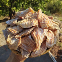 原味 干笋尖干货500g日晒无盐嫩笋干农家冬笋尖湖南土特产散装竹笋干