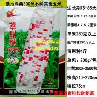 萃甜糯608袋装200克 彩甜糯鲜食水果玉米种籽种子孑500克大田专用春夏秋季播高产大棒