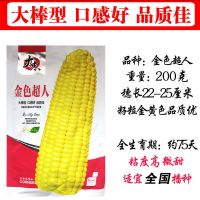 金色超人200克 袋 早白糯60春季糯玉米种子 早熟抗病高产粘玉米甜玉米 甜糯玉米种籽