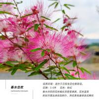 香水合欢130红塑盆 带盆栽好 香水合欢花盆栽阳台庭院盆栽造景植物细叶粉扑花卉四季常绿灌木苗