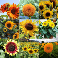 混装向日葵100粒 矮杆观赏向日葵种子切花食用葵花籽花种子重瓣太阳花种孑油葵种籽