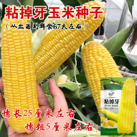 德超粘掉牙100克[发1袋] 黄香 粘 糯 粘掉牙糯玉米种子高产水果玉米种子粘糯东北大棒玉米甜糯玉米四季