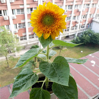 矮向日葵50粒+生长肥料 向日葵种子观赏食用花店切花种籽葵花籽油葵矮秆多头室内外盆栽孑