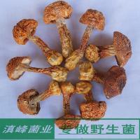 精选姬松茸干货 巴西蘑菇云南丽江土特产野生菌 煲汤好100克